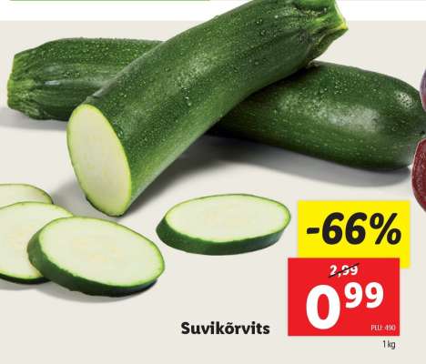 Suvikõrvits