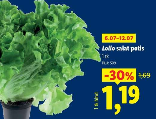 Lollo salat potis