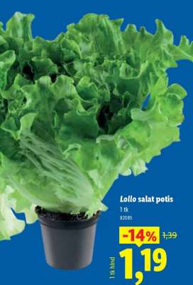 Lollo salat potis